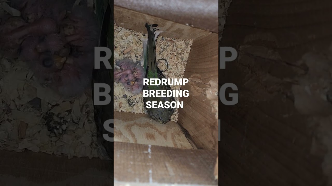 breeding red rump
