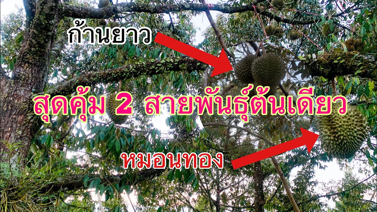 ทุเรียน 2 สายพันธุ์ในต้นเดียว EP.09