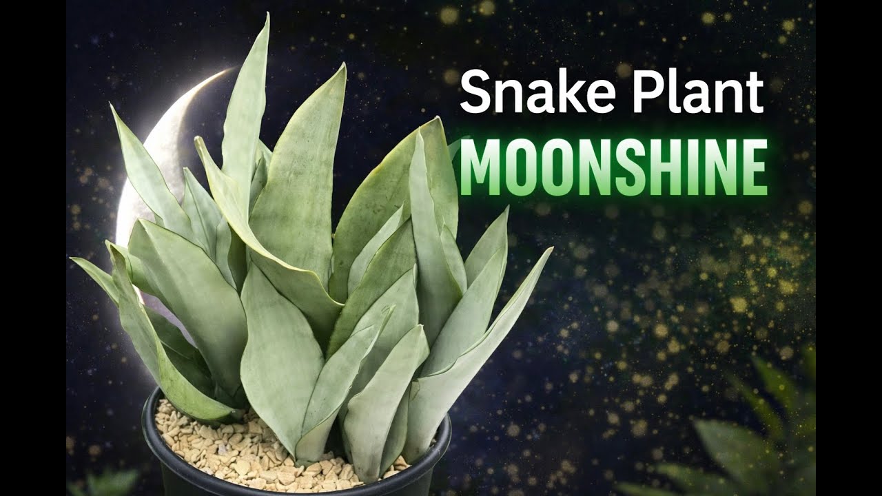 FINALLY MY MOONSHINE IS PUTTING UP A PUP