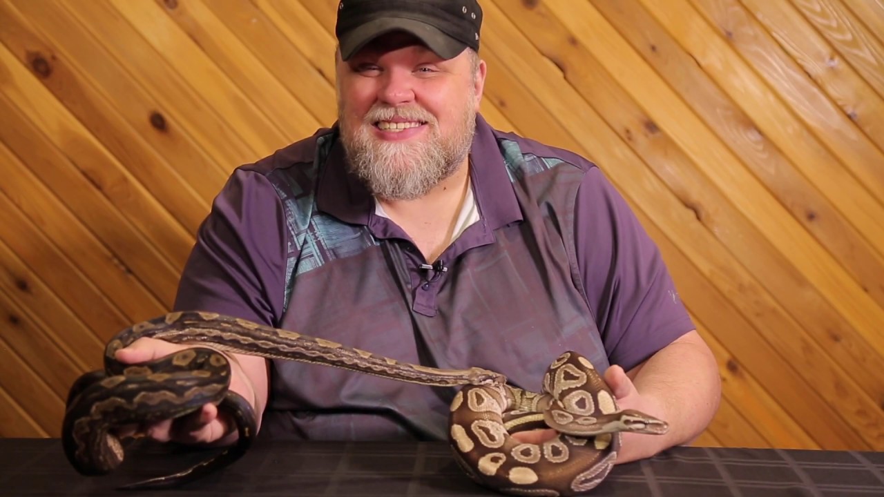 Reptile Life Cycles