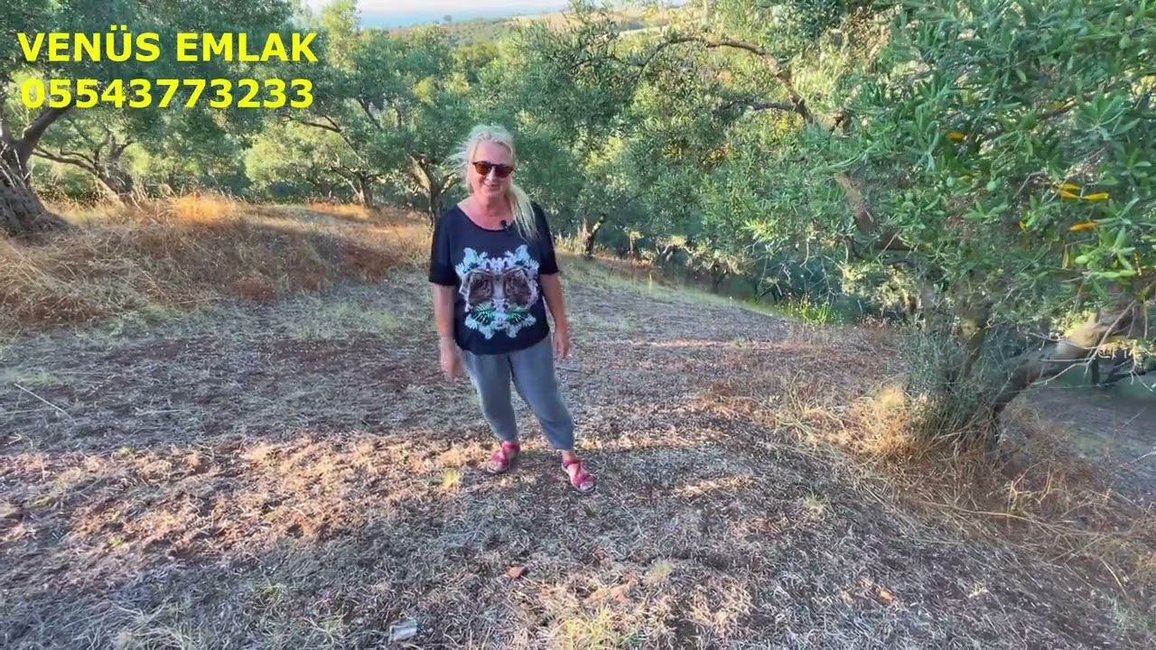 470 BALIKESİR GÖNEN KINALAR DA  DENİZ MANZARALI SATILIK ZEYTİNLİK