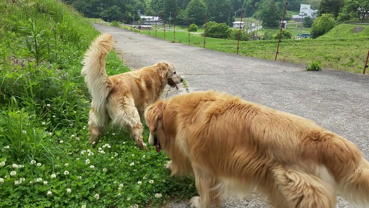 Golden retriever take a walk on the road where the  fruits of wild cherry blossoms are falling