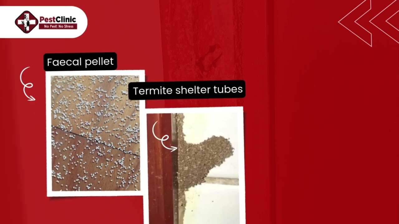 PestClinic Termite Solution