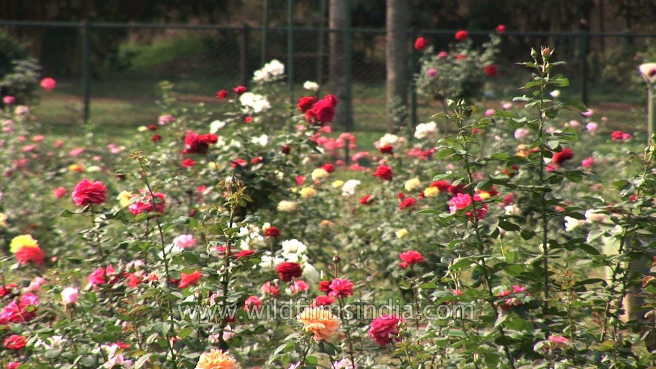 Largest rose garden in India at Ooty, Tamil Nadu