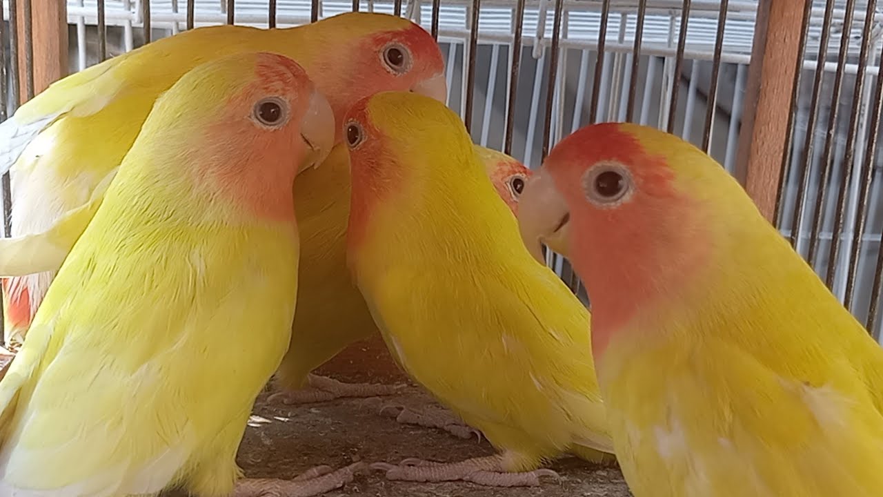بيع للتصفية مزرعة بالكامل💚فيها اسعار حلوة👈كمان الاقفاص👌السلاكات🤌العشوش والمستلزمات هديه💚انواع مختلفة