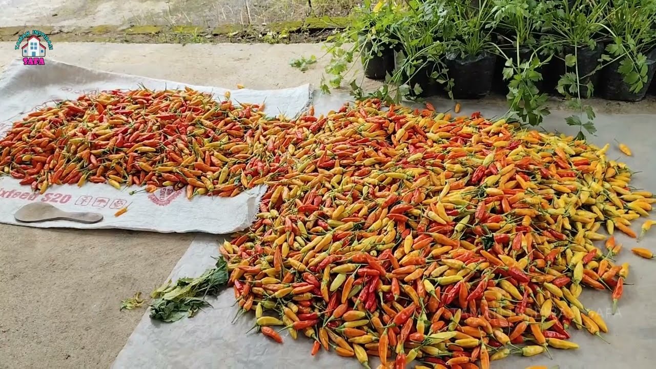 ALHAMDULILLAH HARGA CABE NAIK SEMOGA  BERKAH