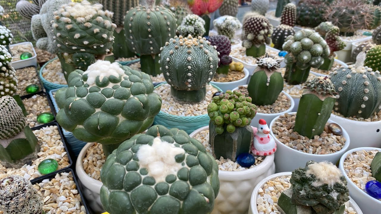 Os 10 cactos mais bonito da coleção❤️#CACTOS#
