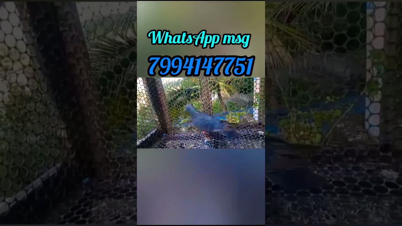 പറവകൾ❤️❤️Pigeons sale🤩🤩🤩