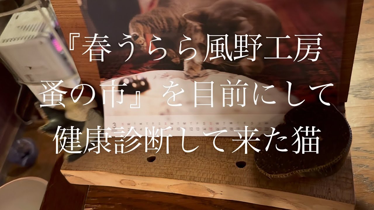 『春うらら 風野工房 蚤の市』を目前にして.. 健康診断して来た猫・・・