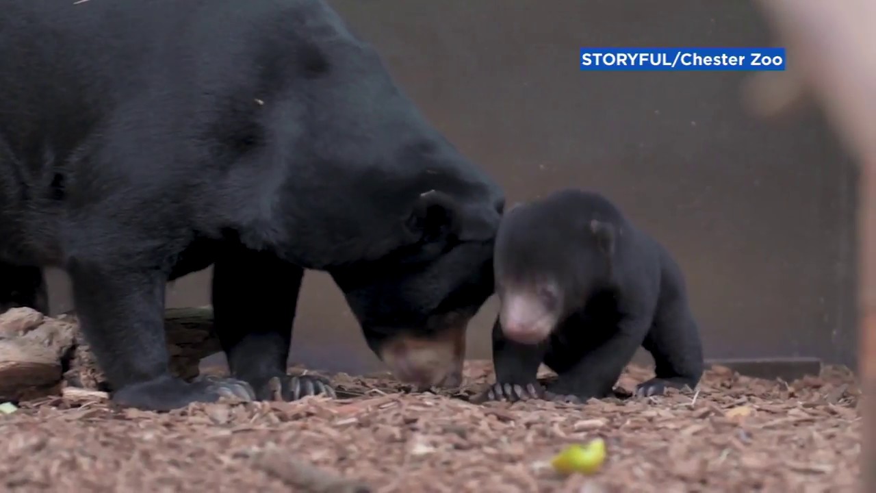 Adorable baby sun bear takes her very first steps