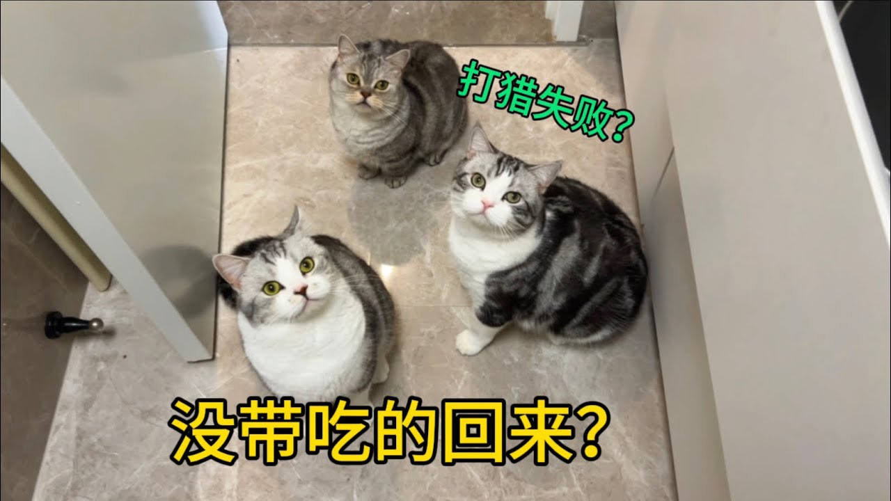 偶爾回家沒給貓帶吃的，貓會覺得我無能嗎？