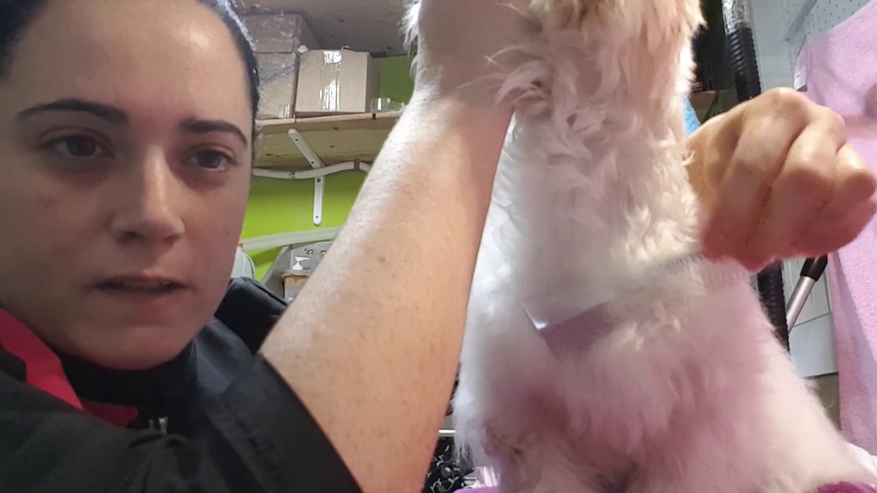 Quitar nudos SIN cortar pelo. (Bichon maltes)