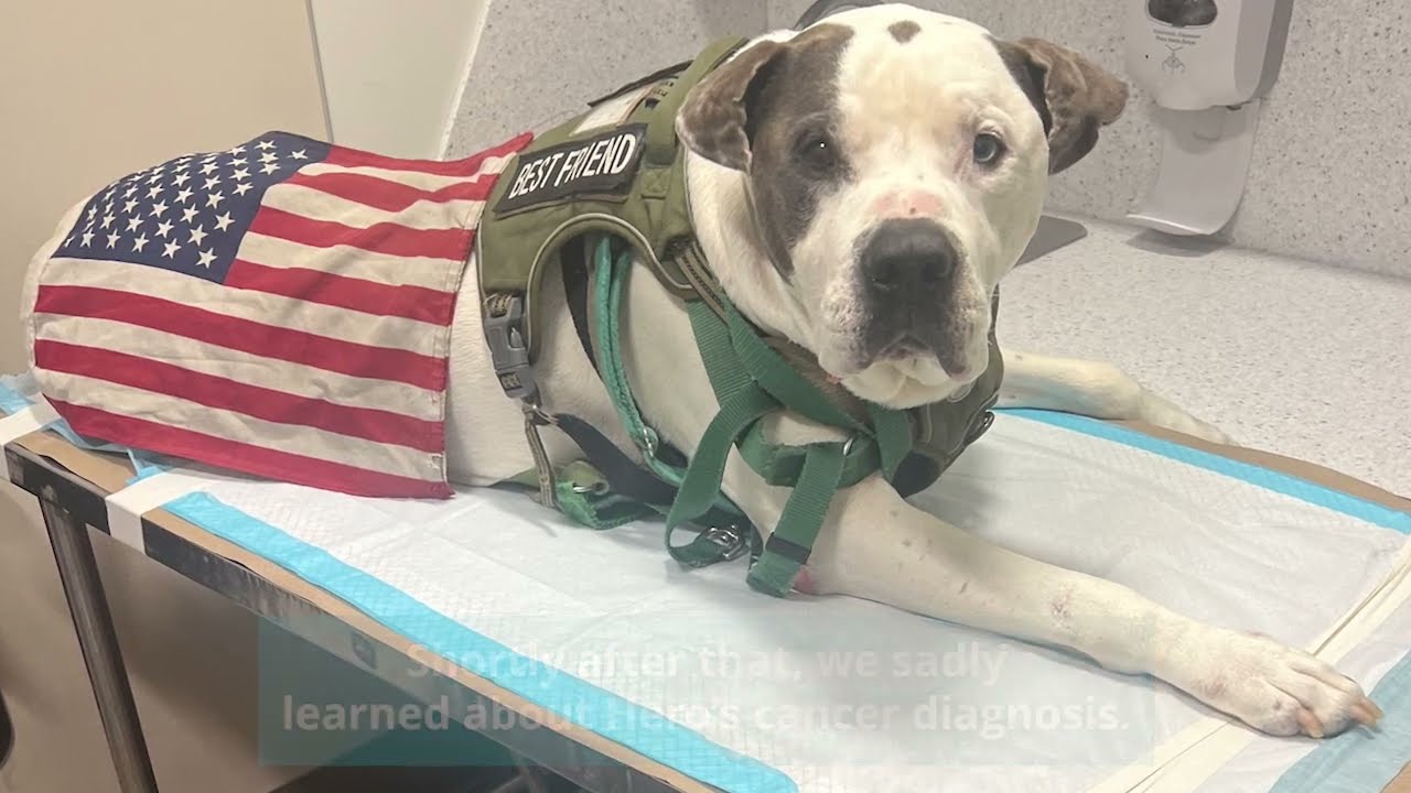 Paws of War Helps Marine and Service Dog Living on the Street