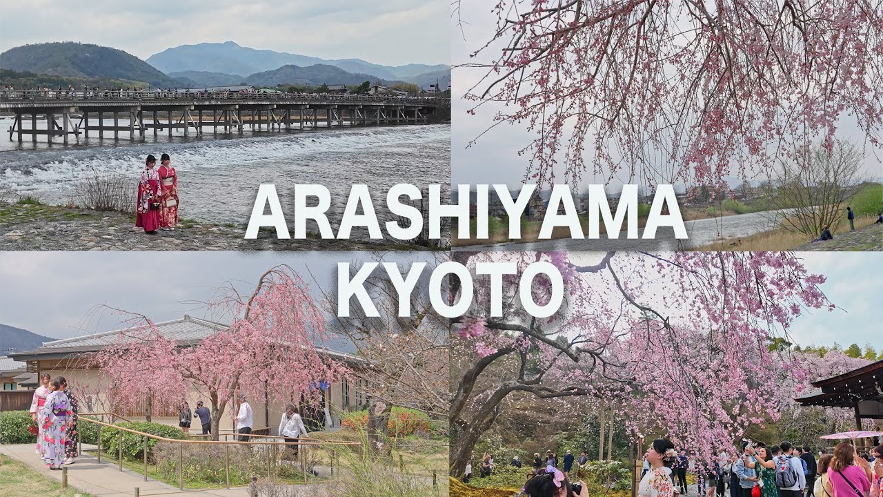 Arashiyama Kyoto Sakura Cherry Blossoms