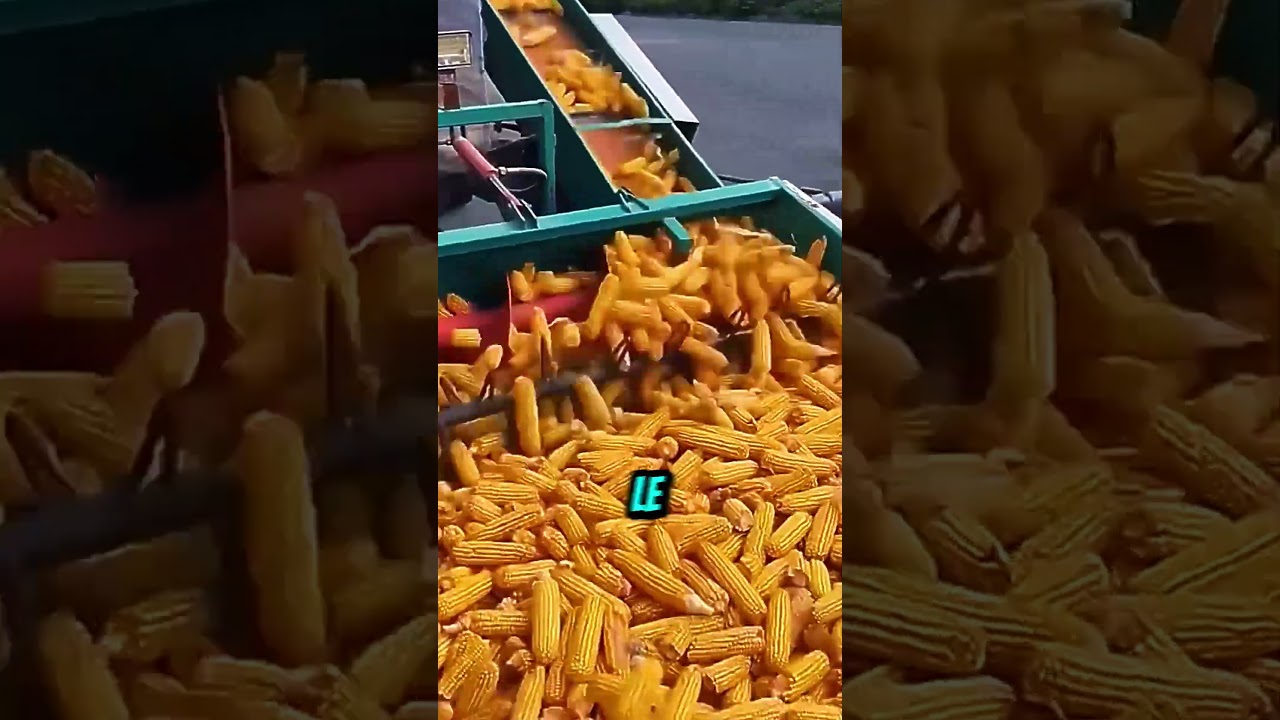 R&eacute;colte de Ma&iuml;s : Une Machine Ing&eacute;nieuse en Action #r&eacute;colte #machine #agriculture #automatisation