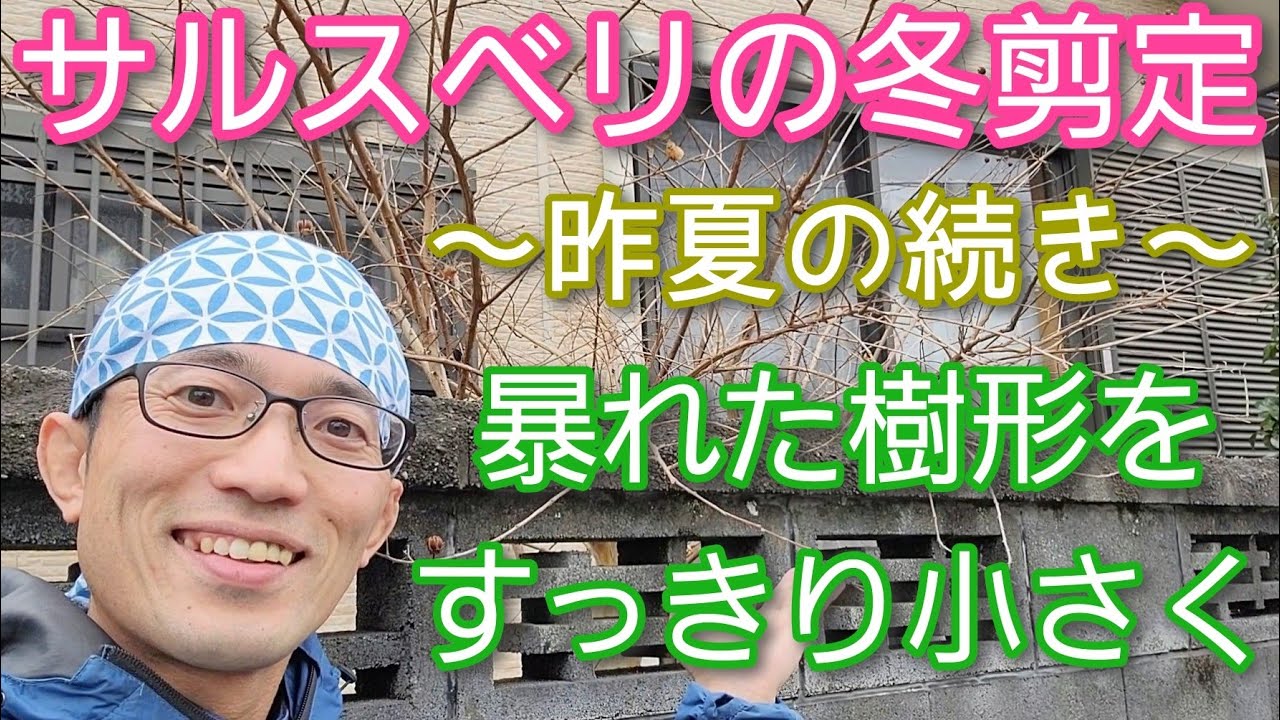 【サルスベリ(百日紅)の剪定②冬編】枝の暴れた木を自然風に小さくする手入れ🌿🐒