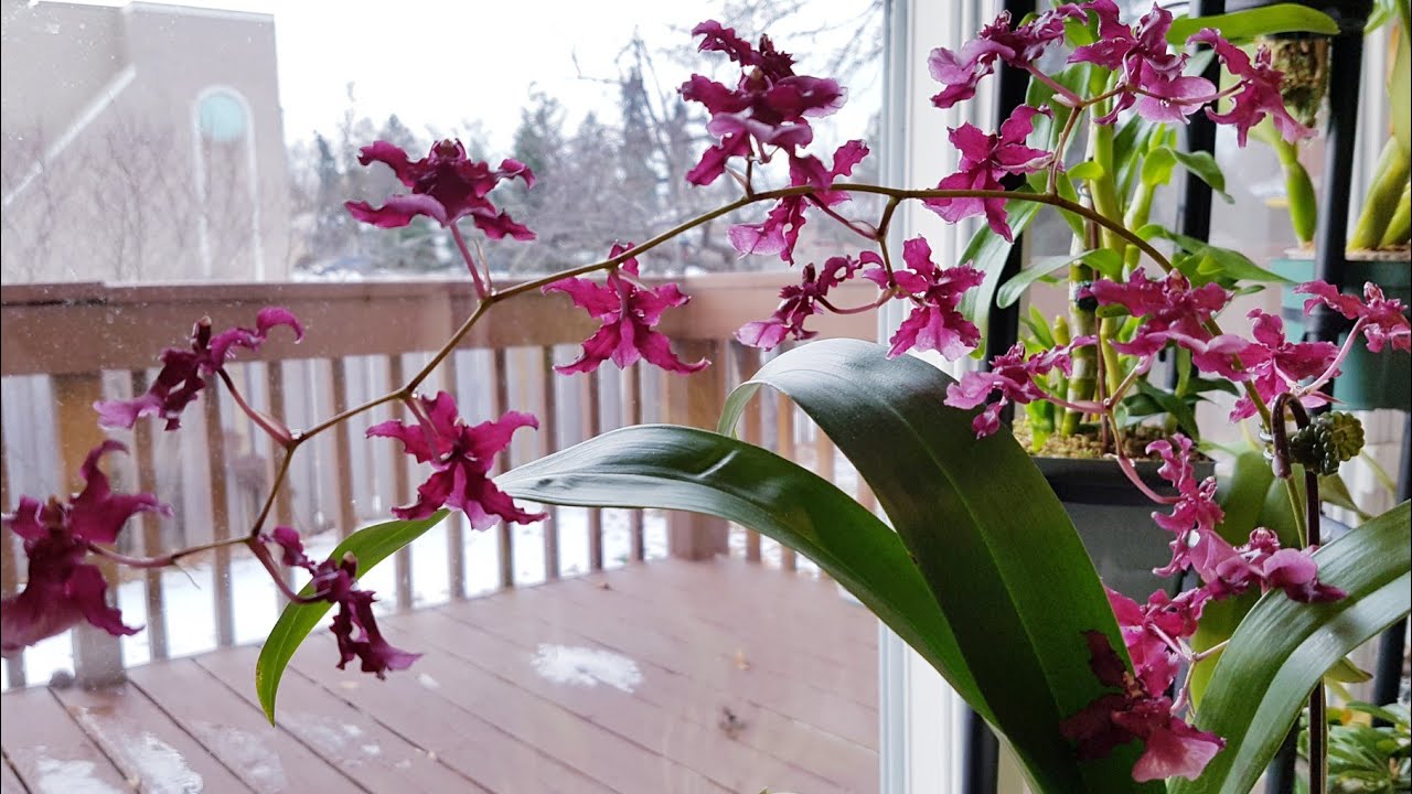 两株水培文心兰开花了！