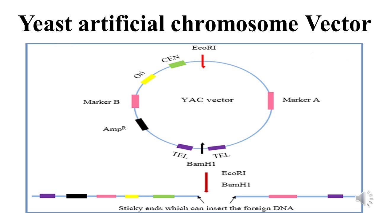 Yeast artificial chromosome Vector