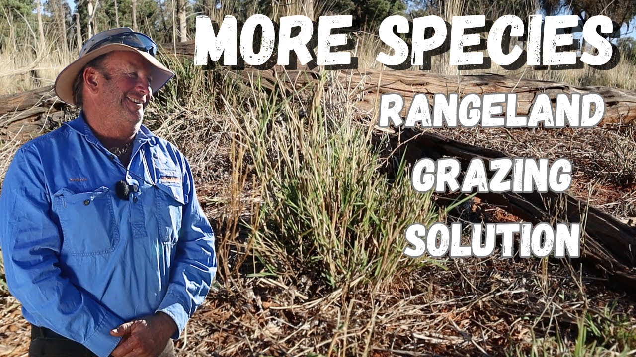From Crisis to Thriving: Regenerative Grazing in Outback NSW