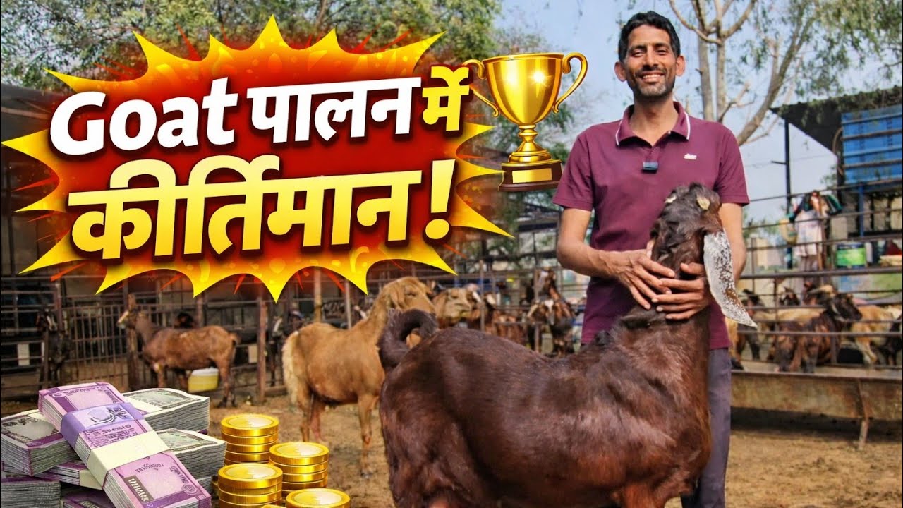 बकरी पालन में कीर्तिमान सीकर गोट फार्म