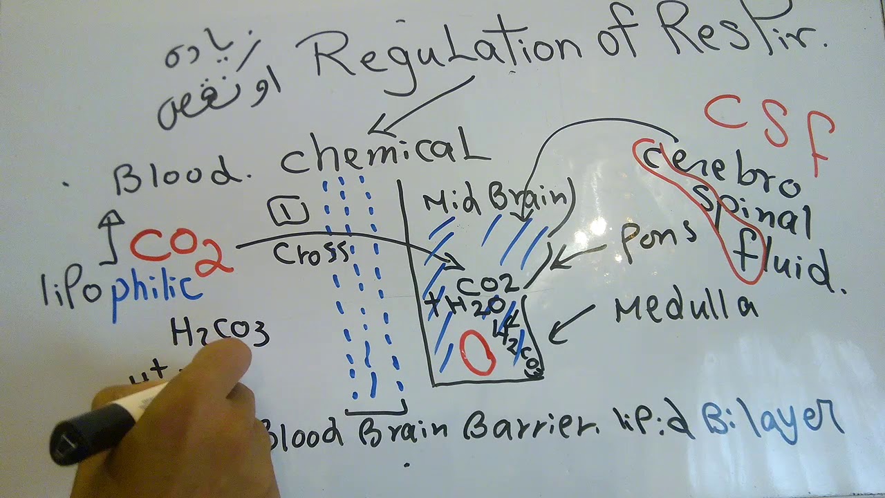 Respiratory new system (Chemical Regulation of Respiration) dr mohamed fayez