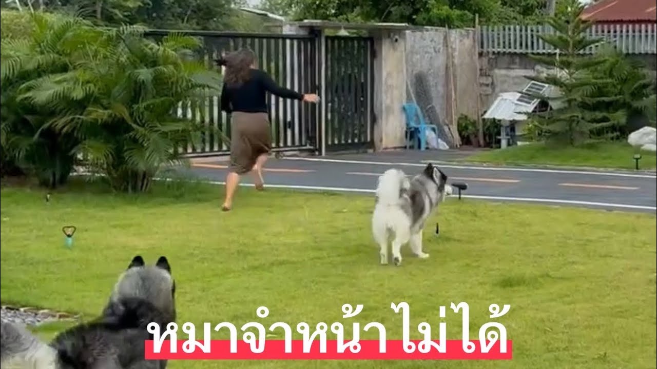 สาวสวยตกใจหมาที่บ้านทำไมมันพูดได้ด้วย