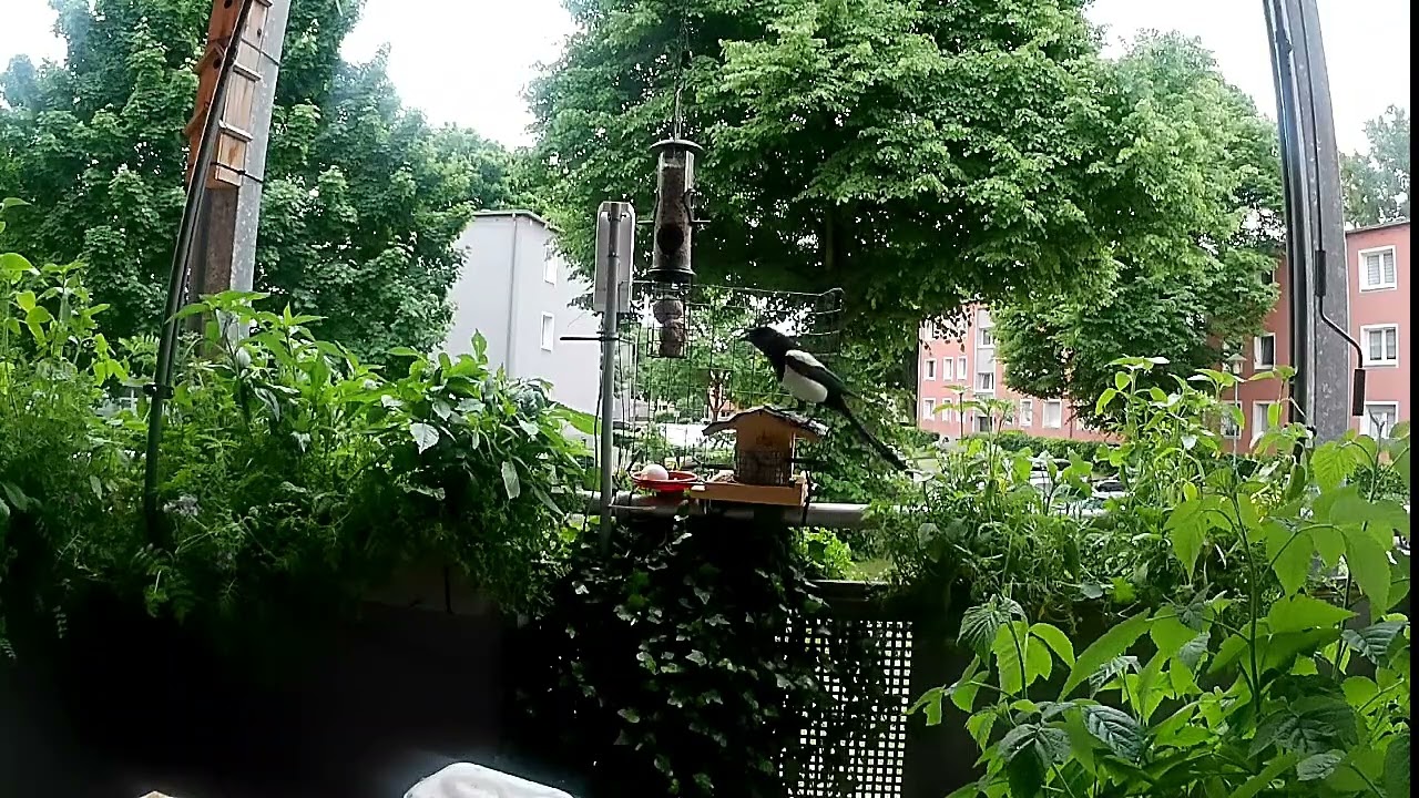 Vogelhaus Balkon. Immer was los.