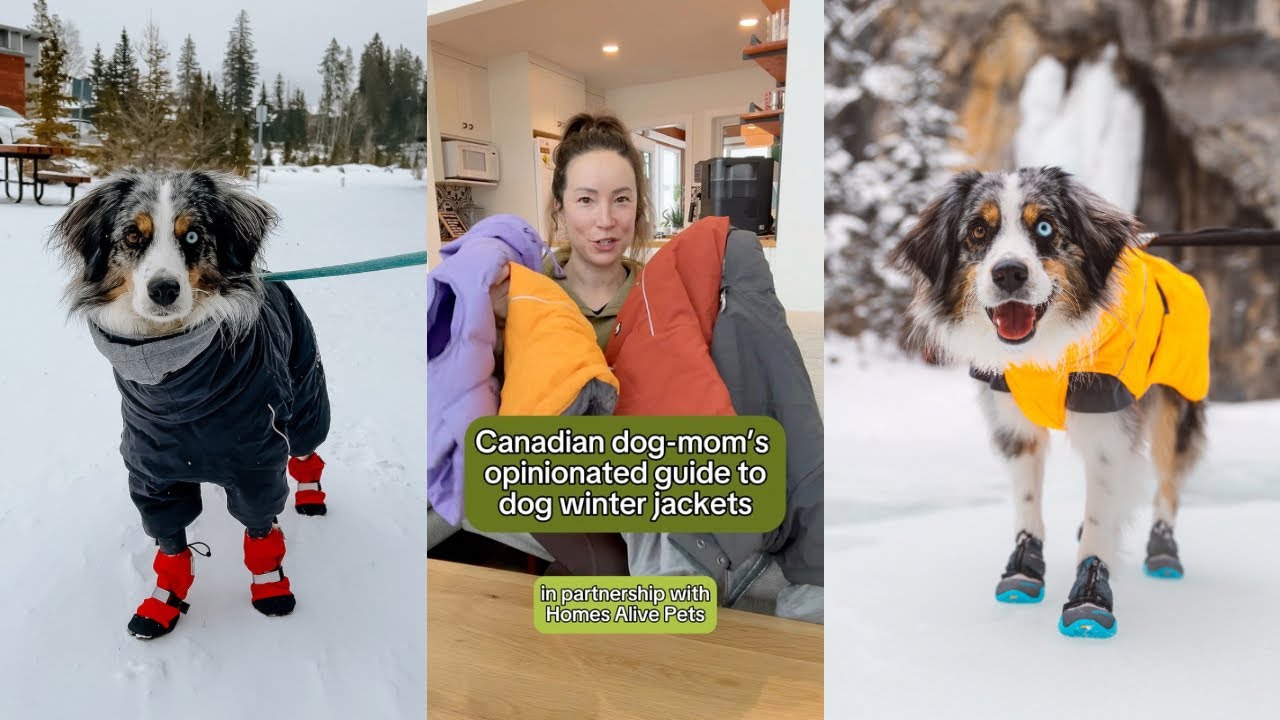4 of my favourite winter jackets for dogs ❄️🐶