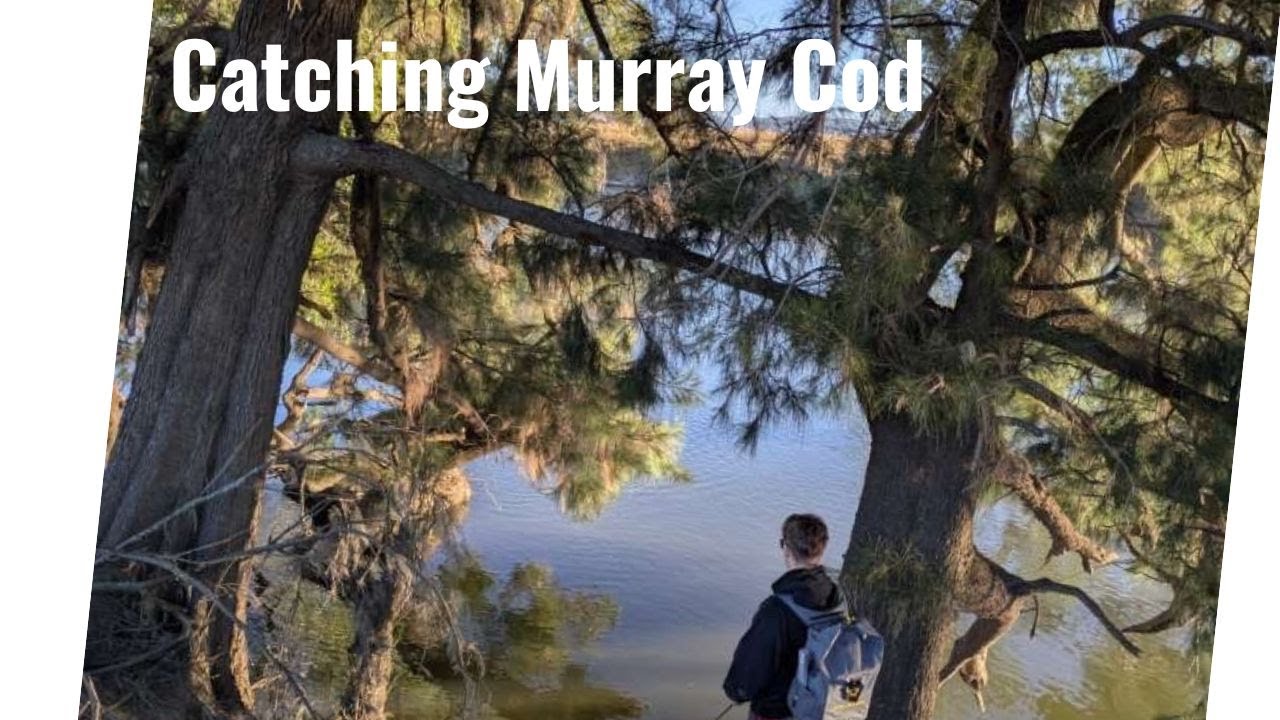 Murray Cod Fishing: The Murrumbidgee River