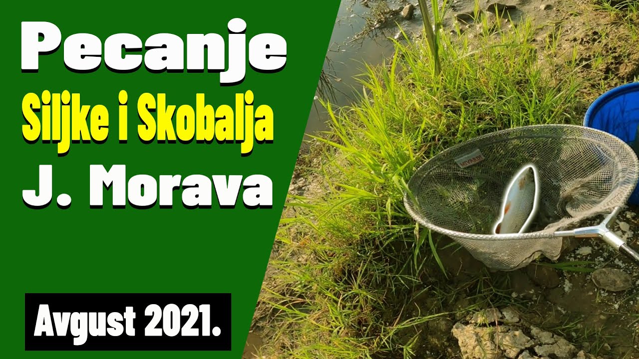 Pecanje Mrene (Siljke) i Skobalja na Juznoj Moravi Sredinom Leta na Crve i Hlebne Bombe