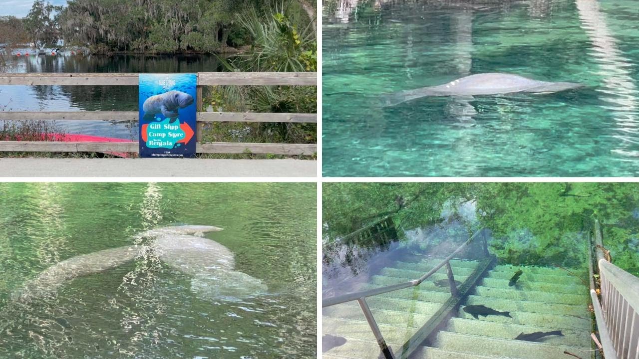 Manatee at Blue Springs/Beautiful