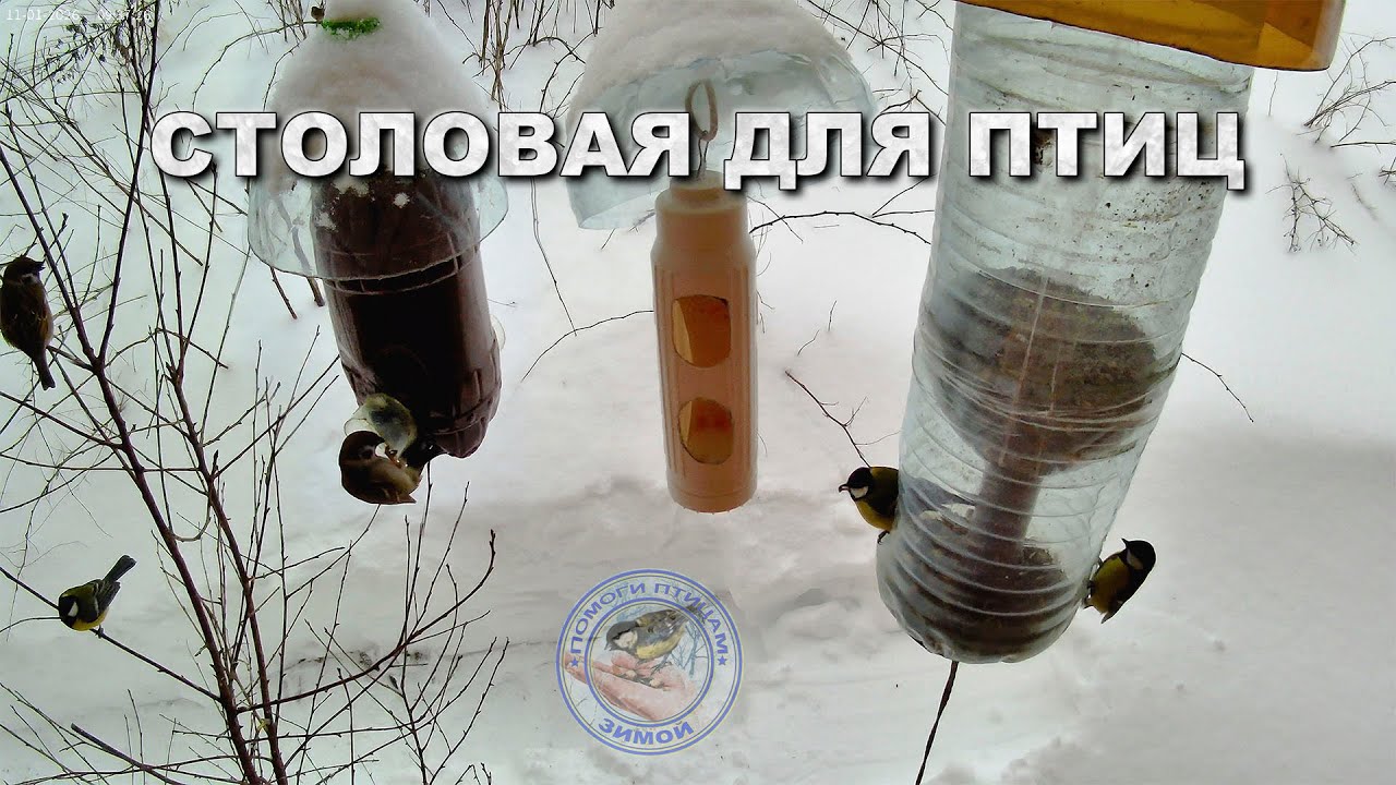 Кормушка для птиц 11 января 2026 года (02)