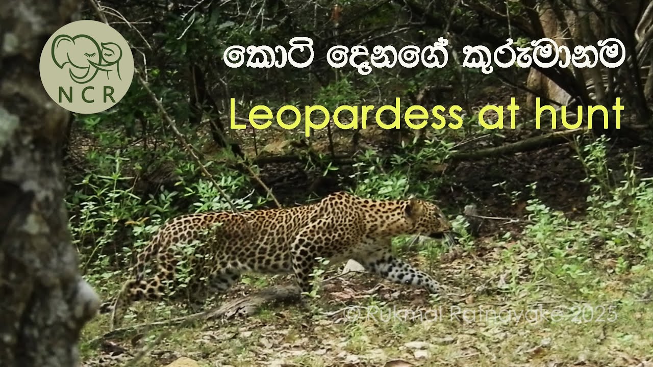 Leopardess at hunt කොටි දෙනගේ කුරුමානම