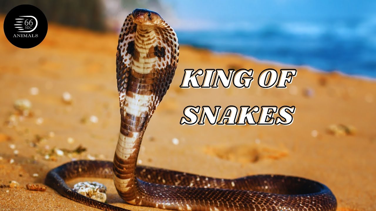 ⚠️ Venomous Royalty: The King Cobra's Deadly Bite┊66 Seconds Animals