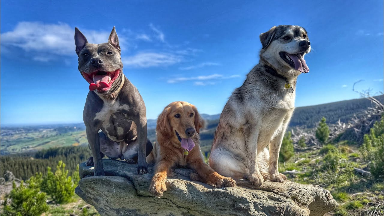 Friday fun🐾🐾