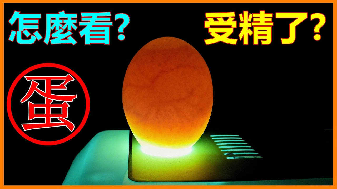【吳小珍】誰會看!!?  受精卵的變化~初體驗?  孵蛋機實測！(宮廷雞、土番鴨、土鵝、獅頭鵝、柯爾鴨…，可參考!)