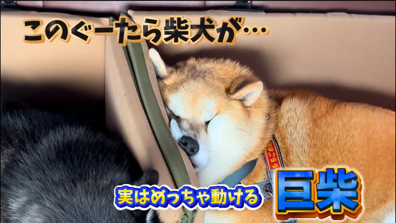家ではグーたらな柴犬がドッグランへ連れて行ったら人格が変わりました。