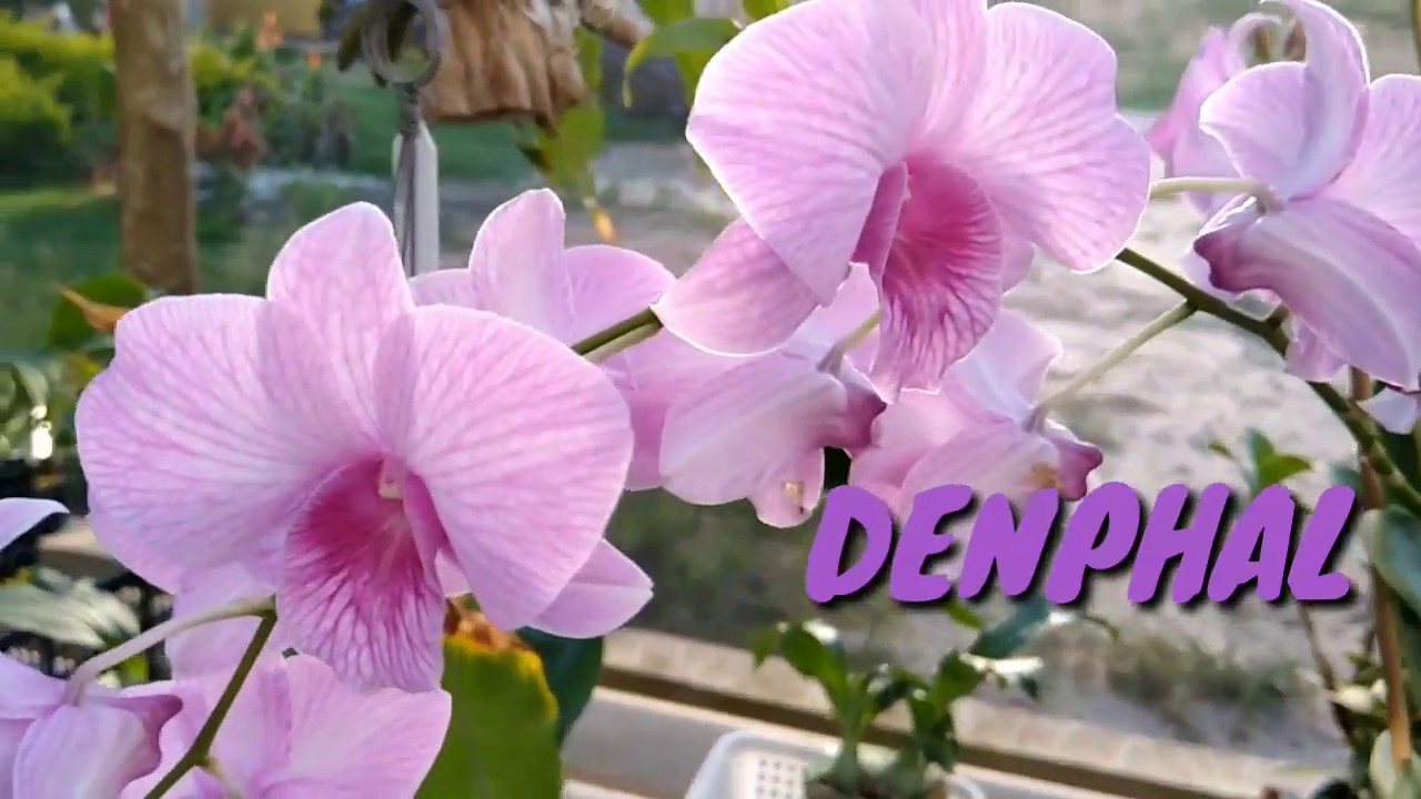 ORQUÍDEAS DENPHAL DE FÁCIL CULTIVO