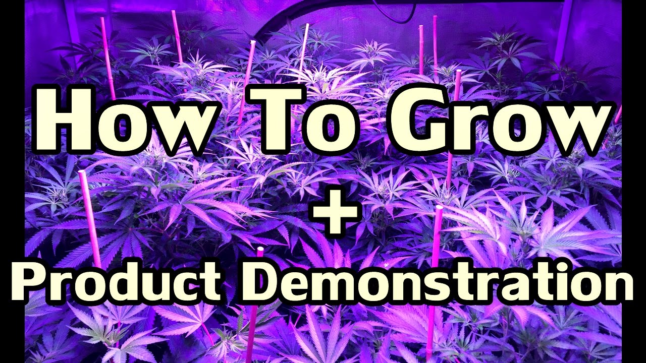How To Grow Cannabis From Seed by Skunk Labs ft  NVclosetmedgrower & Mr  Tight