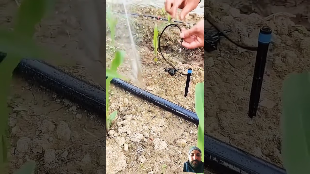Micro irrigation drip #irrigation #farming #sprinkler