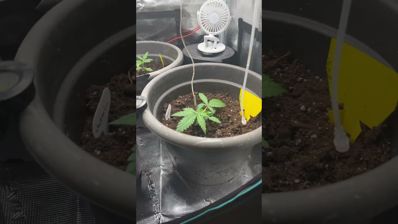 Heidi, Grasella und Jasmin mit Mars Hydro FC1500 EVO