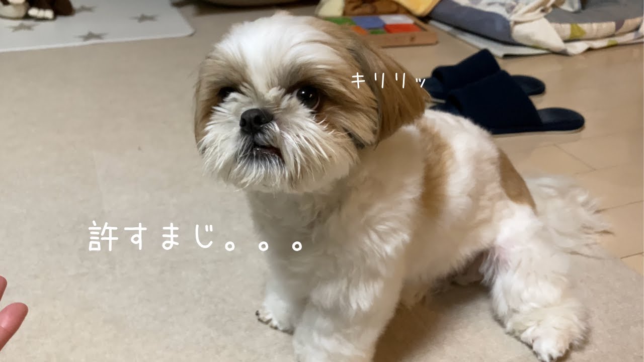 【シーズー】パパと仲良ししてると思いきや。。。【犬Vlog】
