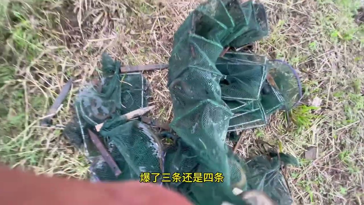 别人不来的地方，我来了，别人不下的地方，我下了， 祝大家端午安康！ #真实户外  #野生黄鳝  #今天的收获  #抓黄鳝  #逮鱼摸虾