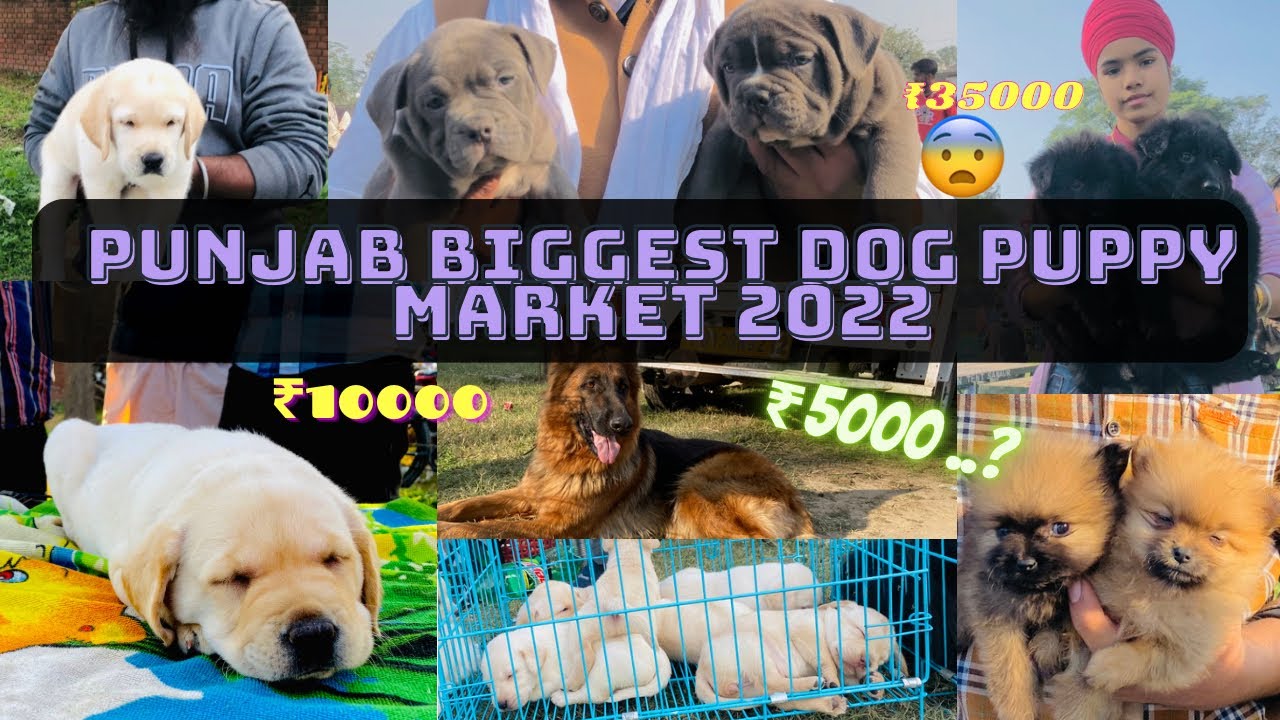 Dog Puppy Price Market In Patiala Dog Market || Biggest Dog wholesale Market - Part 2