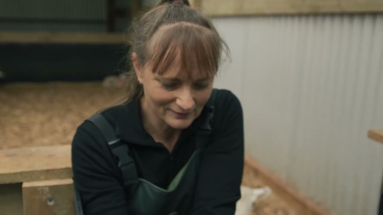 Lamb Rearing | Vaccinations and Immunity in 3 steps.