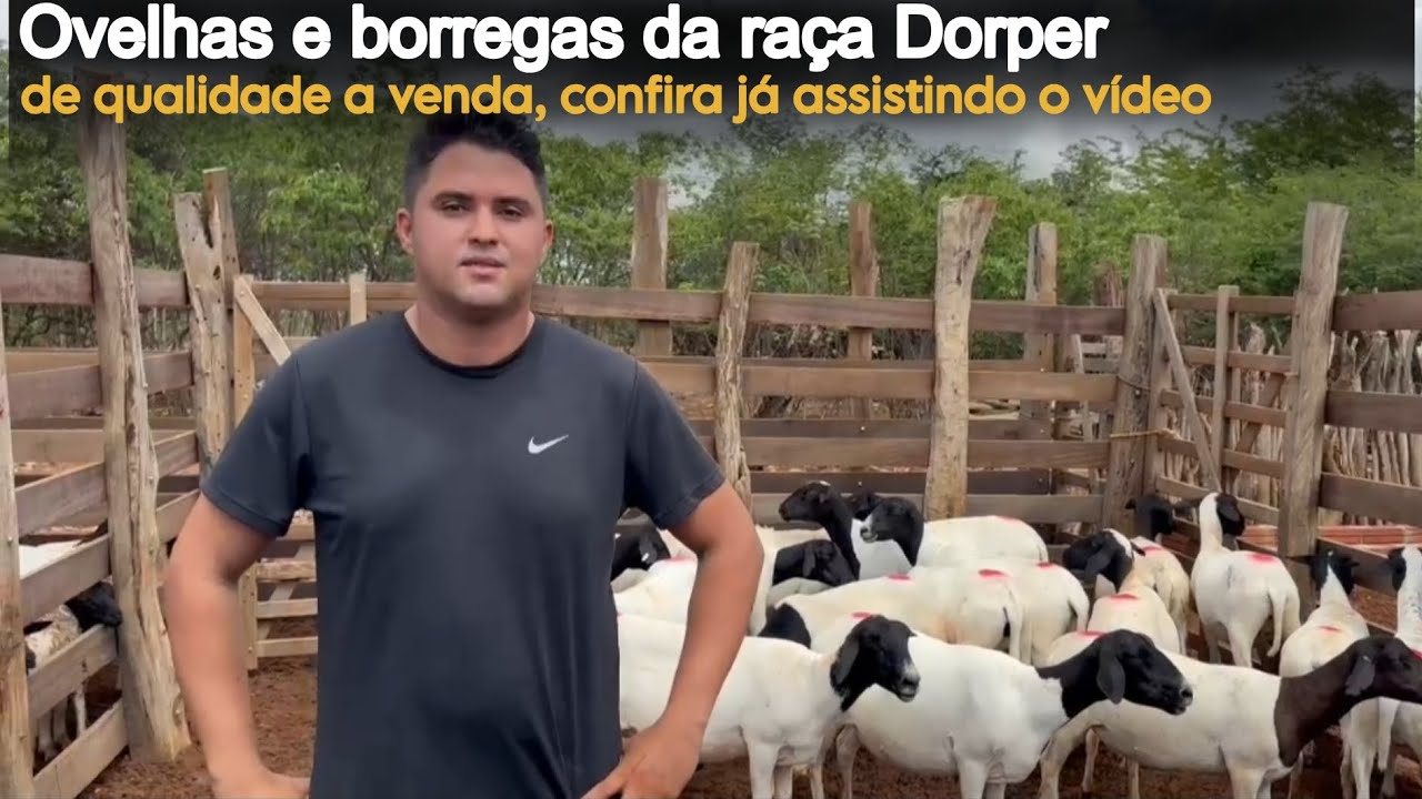 9 LOTES DISPONÍVEIS A VENDA COM JOEL DO BODE ENTREGA EM VARIOS LOCAIS E ESTADOS DO NORDESTE 