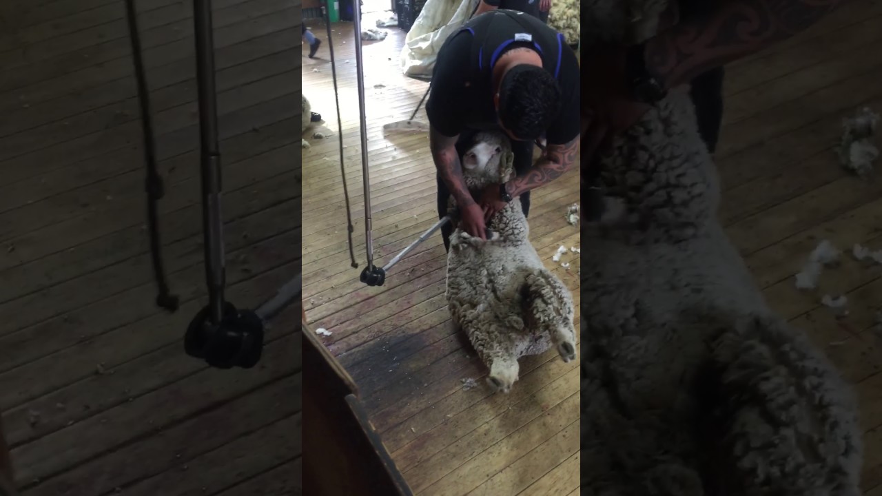 Merino shearing demo