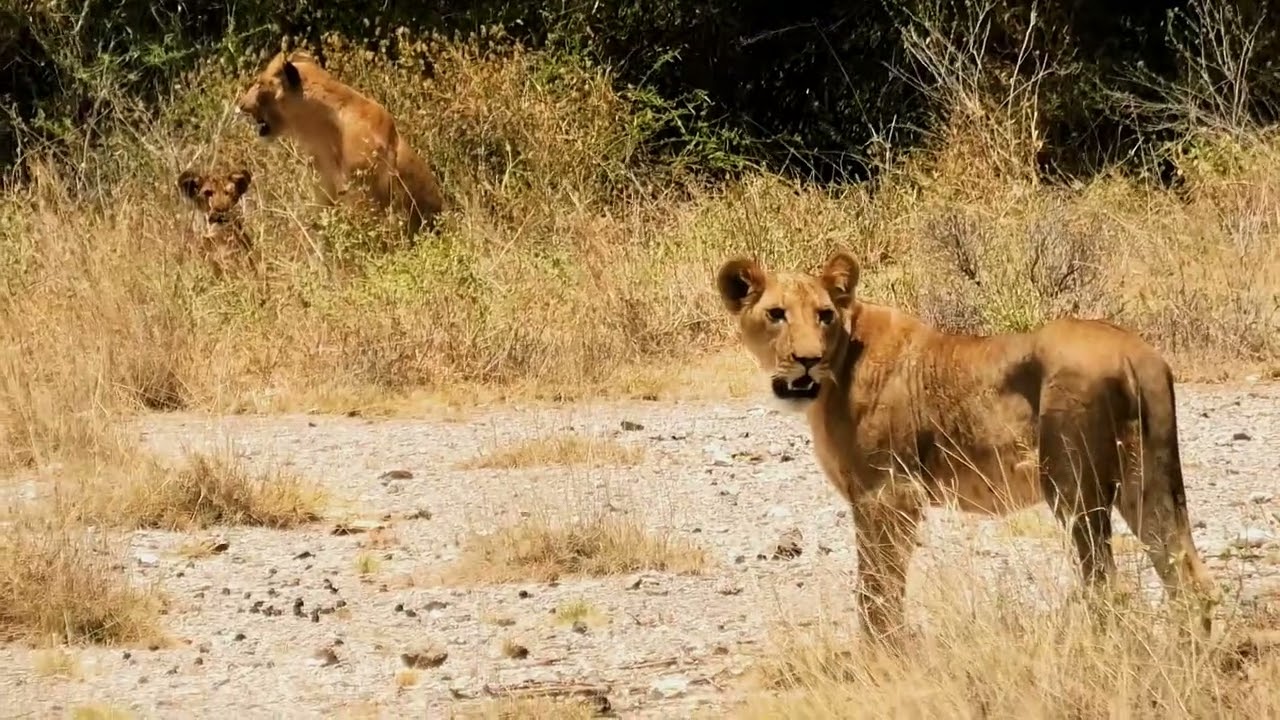 Lions in Samburu