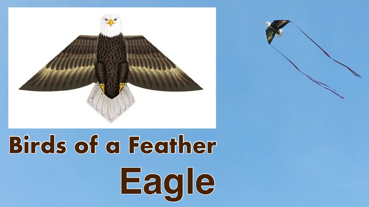 Birds of A Feather EAGLE | 54