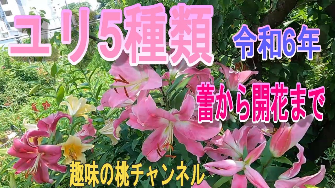 【ユリ5種類】令和6年　蕾から開花まで　24/7/18
